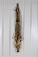 Coyote Taxidermy Pelt, In Excellent Condition,