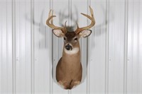 Large Eight Point Whitetail Buck Taxidermy