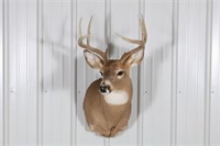 Whitetail Buck Eight Point Taxidermy Shoulder