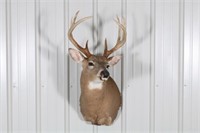 Whitetail Buck Eight Point Taxidermy Shoulder
