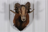 Exotic Ram Taxidermy Head Mount, Taken by Dave