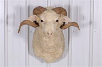 Exotic Ram Taxidermy Head Mount, Taken by Dave