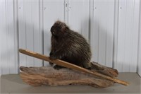 Full Body Porcupine Taxidermy Mount, On