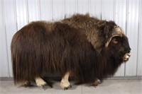 Full Body Muskox Taxidermy Mount, From Victoria