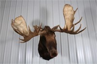 Huge Moose Taxidermy Shoulder Mount, Taken in