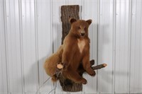 Full Body Cinnamon Bear Taxidermy Mount, "Sitting