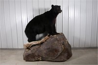 Full Body Black Bear Boar Taxidermy Mount, From