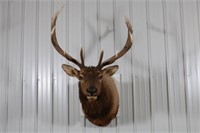 5x5 Elk Taxidermy Shoulder Mount, Taken in