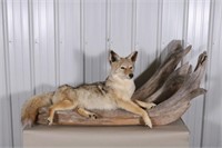 Full Body Coyote Taxidermy Mount, Taken in North