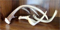 Set of Deer Antlers