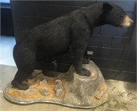 Full Body Mount Black Bear Taxidermy