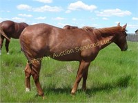 Gateway Spring Horse & Longhorn Auction 2017