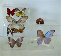 (7) Butterflies in (2) Plastic display Cases.