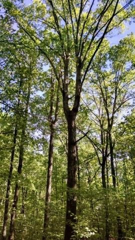 Woods & Waters - 42 acres - Marketable Timber