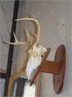 European Mounted Deer Skull w/ Antlers