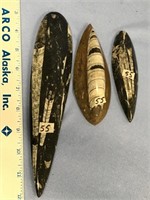 Lot with three Orthoceras fossils  ranging in size