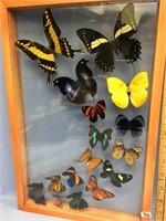 17x11" shadowbox display of 16 butterflies