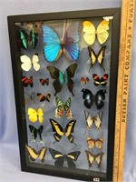 21x13" shadowbox display of 22 butterflies
