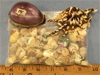 Lot of shells           (g 22)
