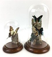 (2) Mounted Butterflies In Glass Dome Displays