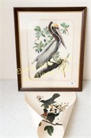 Framed Brown Pelican nature print, unframed Catbir