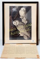 Framed Snowy Owl calendar sheet