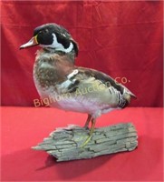 Authentic Wood Duck