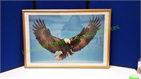 Living Nature Framed Eagle Picture