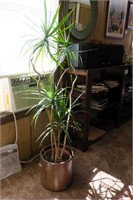 5' palm tree plant