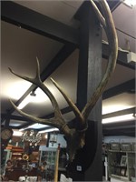 PR STAG MOUNTED HORNS