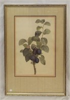 Colored Botanical Engraving