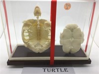 TURTLE SKELETON IN DISPLAY CASE -  LOCAL PICK-UP O
