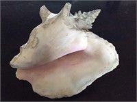 Large Sea Shell Approx 6"