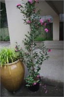 Large camellia in pot