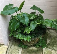 Rustic shallow pot with plants