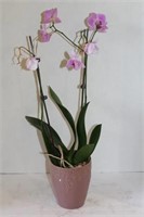 Live Potted Orchid