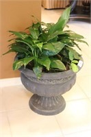 Cast Urn Planter with Live Plant
