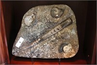 Polished Stone Slab with Fossil Cephalopod