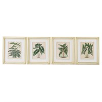 Four French botanical color lilthographs