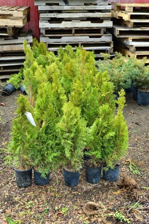#318 Tree, Shrub and Perrenial AUCTION-At the Farm!