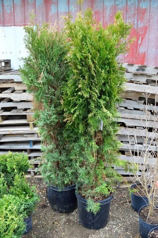 #318 Tree, Shrub and Perrenial AUCTION-At the Farm!