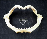 Vintage Full Set Upper Lower Shark's Teeth 11"