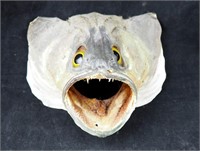 Vintage 6" Walleye Head Only Wall Mount Fish