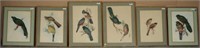 Group Six Hand Colored Ornithological Engravings
