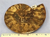 Choice on2; (100-101)Outstanding ammonite fossil,