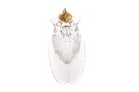 A Steuban Crystal Pendant in 14K Gold