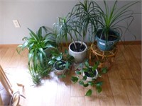 Lot of 5 house plants