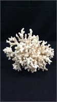 Oceanic Branching Coral - CR