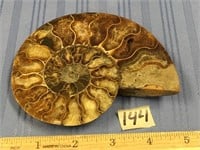 Fabulous ammonite fossil, 5"      (2)