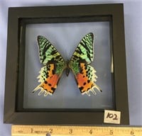 Outstanding butterfly framed specimen, 6" square